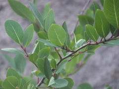 Salix chaenomeloides