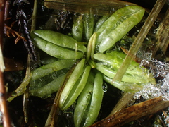 Pinguicula lusitanica