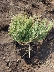 Chenopodium desiccatum