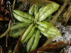 Pinguicula lusitanica
