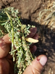 Chenopodium desiccatum