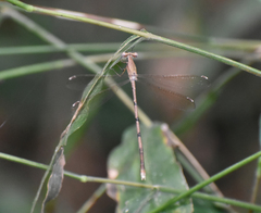 Lestes nodalis