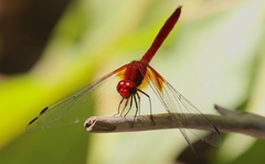 Dythemis maya