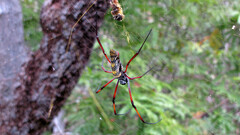 Trichonephila inaurata