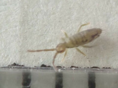 Entomobrya nivalis