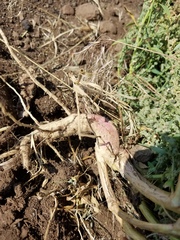 Chenopodium desiccatum