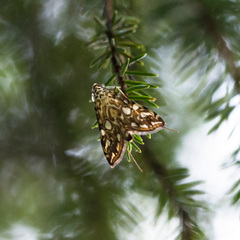 Elophila nymphaeata