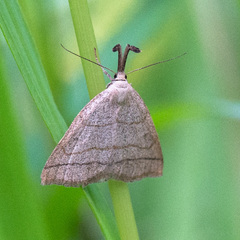 Polypogon tentacularia