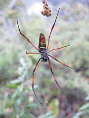 Trichonephila inaurata