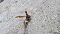 Polistes buyssoni