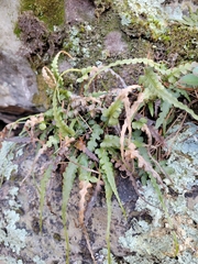 Asplenium pinnatifidum