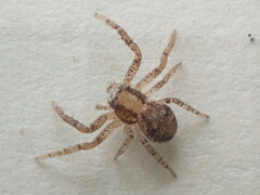Xysticus lanio