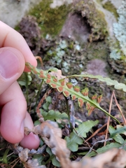 Asplenium pinnatifidum