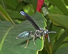 Synoeca ilheensis