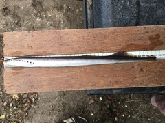 Lampetra fluviatilis