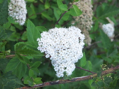 Spiraea fritschiana