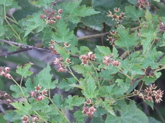 Rubus crataegifolius