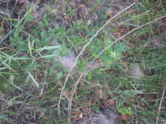 Ampelopsis japonica
