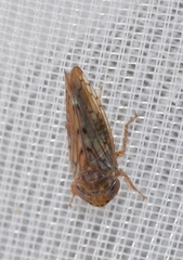 Euscelis variegatus
