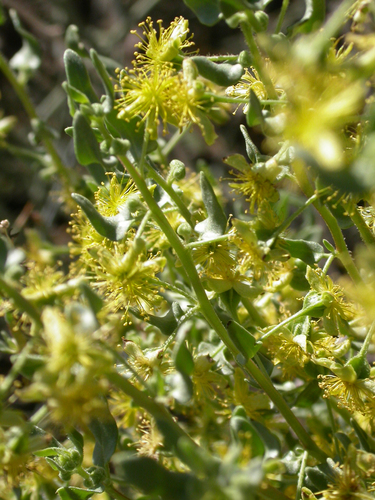 Tetragonia calycina image