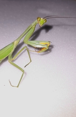 Stagmatoptera hyaloptera