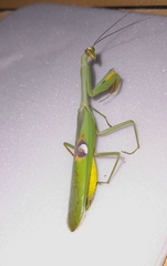 Stagmatoptera hyaloptera