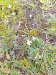 Misopates calycinum