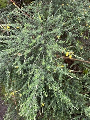 Genista canariensis