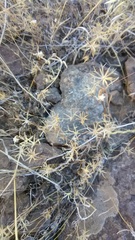 Rigiopappus leptocladus