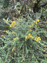 Genista canariensis