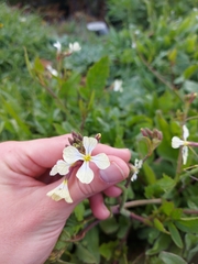 Raphanus raphanistrum