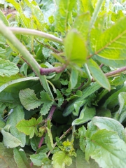 Raphanus raphanistrum