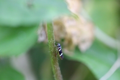 Macugonalia leucomelas