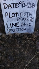 Rigiopappus leptocladus