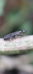 Merosargus