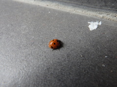 Coccinella algerica
