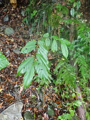 Glochidion acuminatum