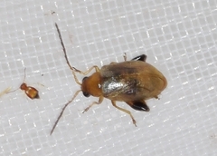 Longitarsus ochroleucus