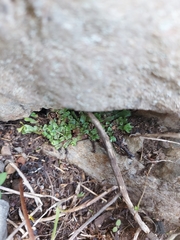 Plagiochasma rupestre