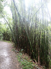 Bambusoideae