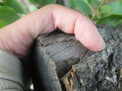 Dentatissus damnosus