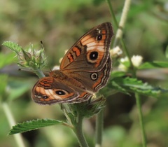 Junonia zonalis
