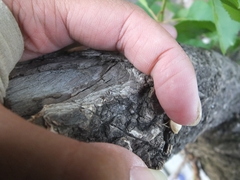 Dentatissus damnosus