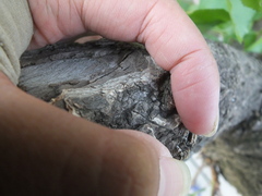 Dentatissus damnosus