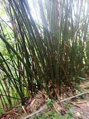 Bambusoideae