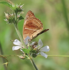 Junonia zonalis
