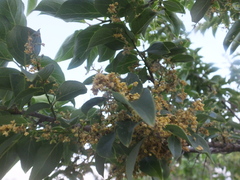 Symplocos paniculata