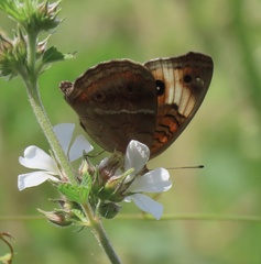 Junonia zonalis