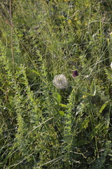 Clematis integrifolia