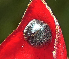 Exoplectrinae